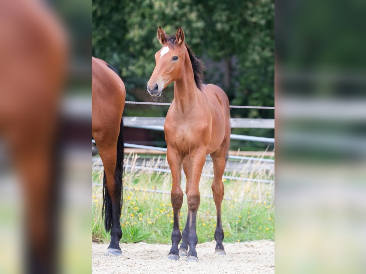 Holsteiner Étalon Poulain (05/2024) Bai in Osterholz-Scharmbeck