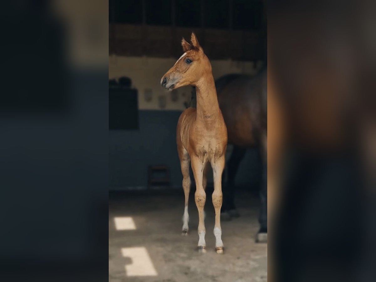 Holsteiner Croisé Étalon Poulain (06/2025) Bai clair in Krumstedt