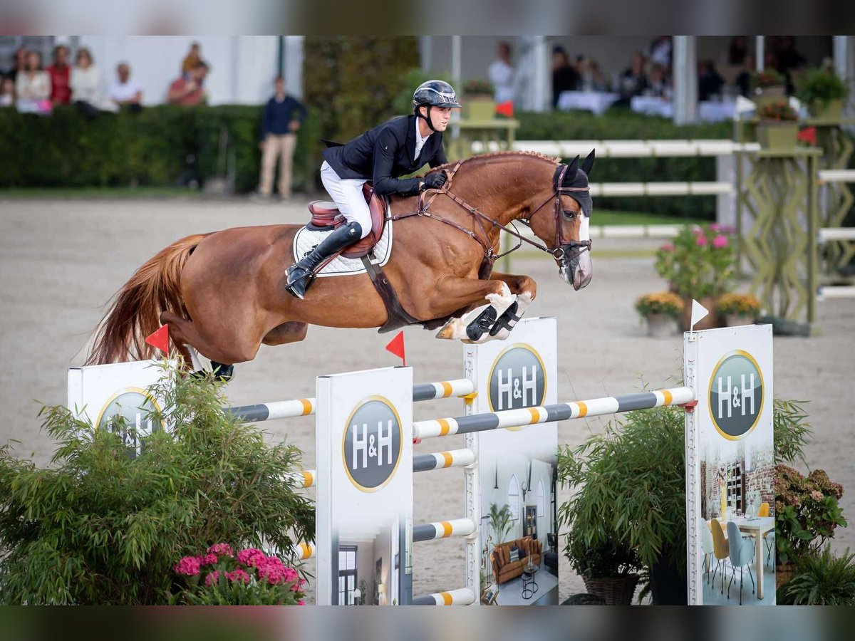 Holsteiner Étalon Poulain (01/2025) in Pozna&#x144;