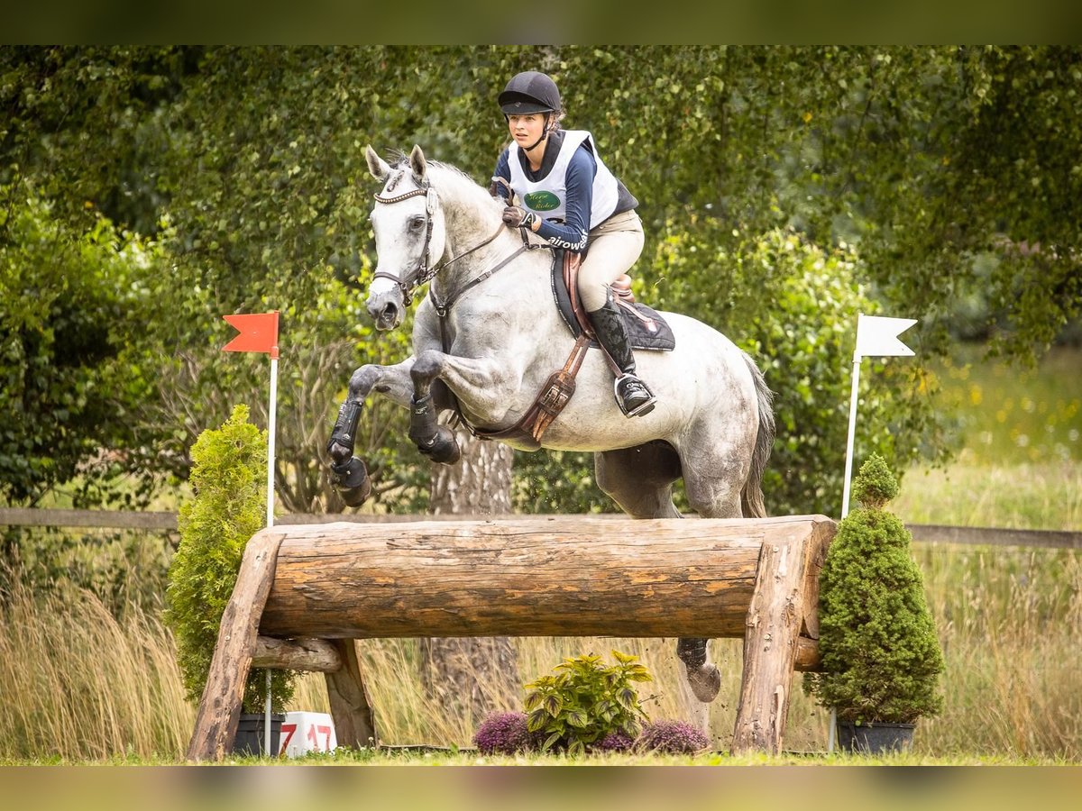 Holsteiner Étalon Poulain (05/2024) Peut devenir gris in Beschendorf