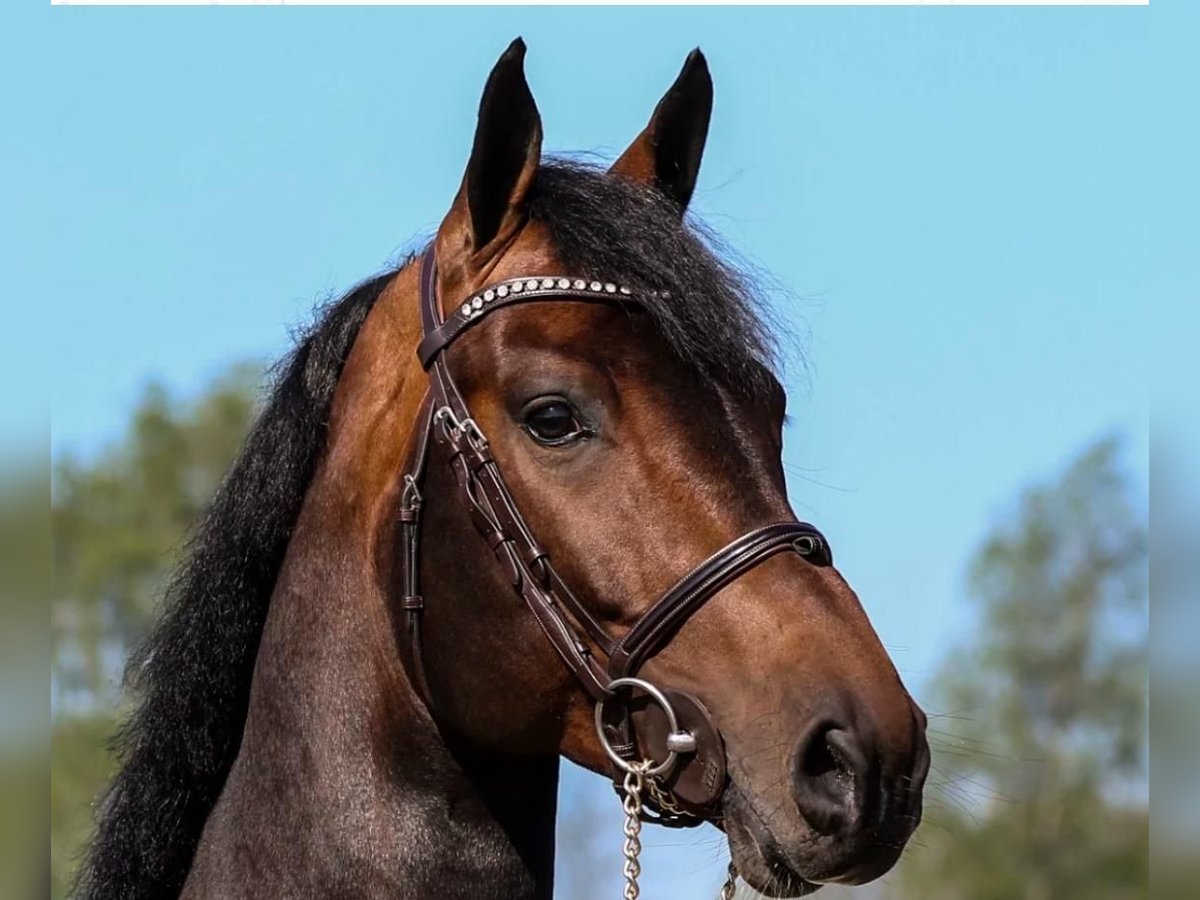 Holsteiner Hengst 10 Jaar 172 cm Bruin in Bocholt