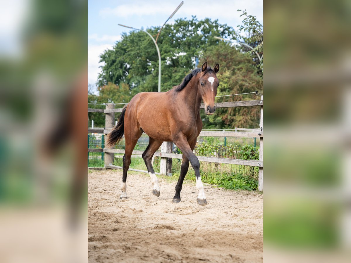Holsteiner Hengst 1 Jaar 165 cm Bruin in Oeversee