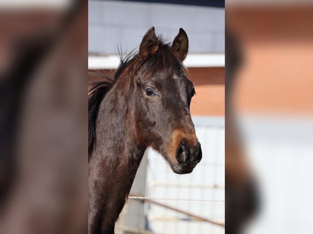 Holsteiner Hengst 1 Jaar 168 cm Donkerbruin in Todendorf