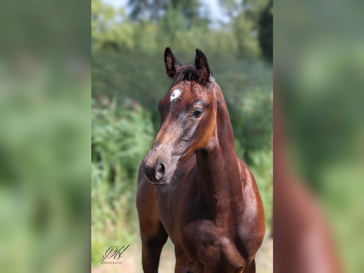 Holsteiner Hengst 1 Jaar 168 cm Schimmel in Averlak