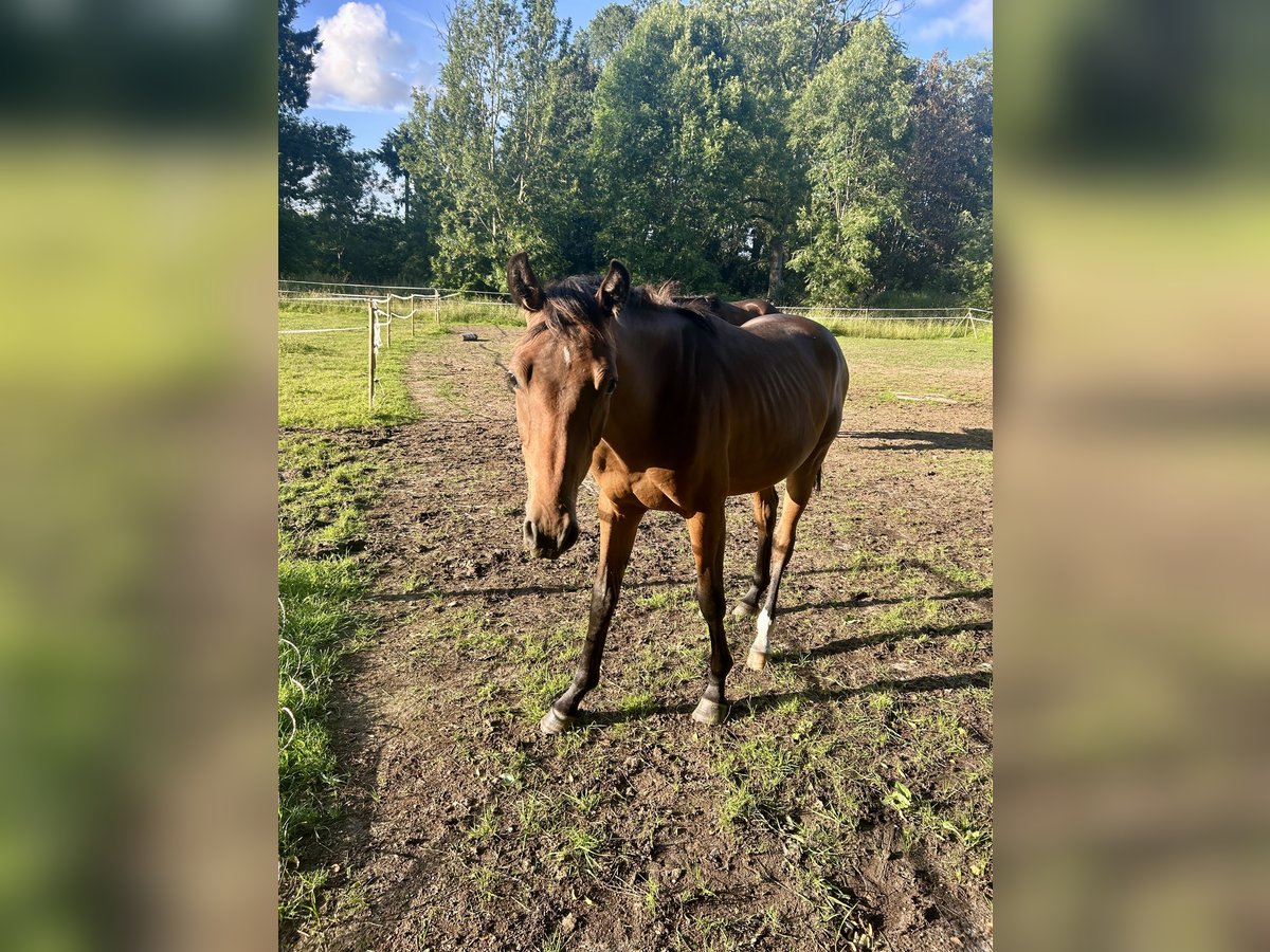 Holsteiner Hengst 1 Jaar 170 cm Bruin in Sehestedt
