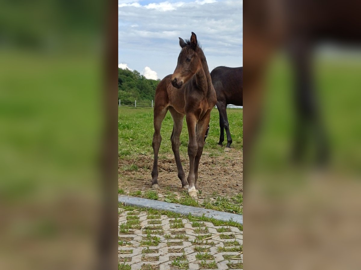 Holsteiner Hengst 1 Jaar 170 cm Donkerbruin in Eppenrod