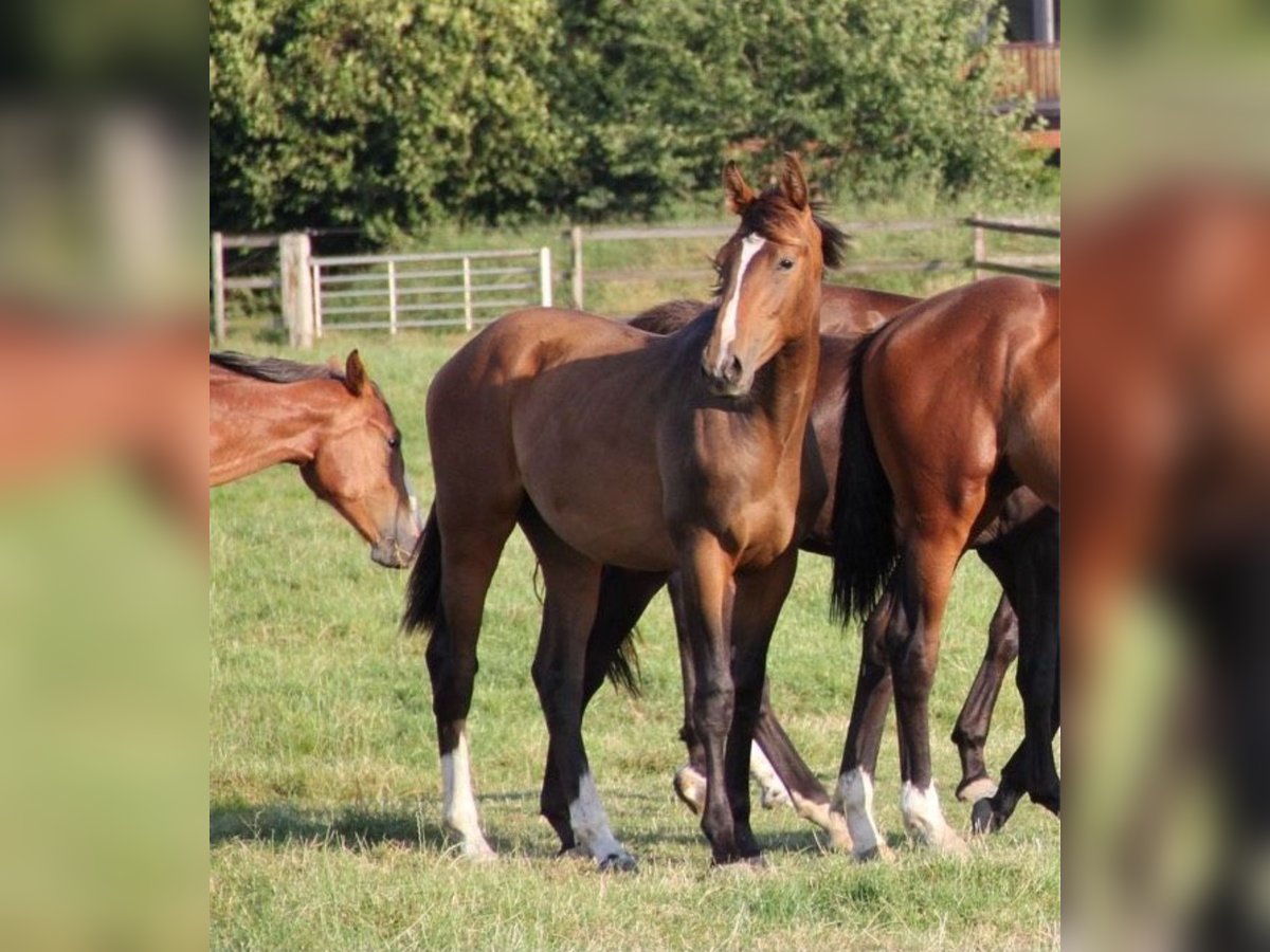 Holsteiner Hengst 1 Jaar Bruin in Borsfleth