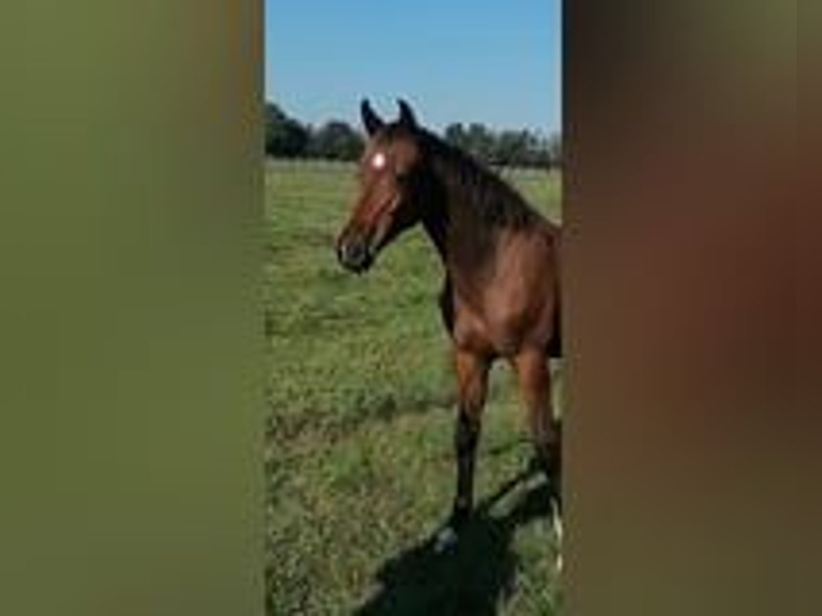 Holsteiner Hengst 1 Jaar Bruin in Struvenh&#xFC;tten