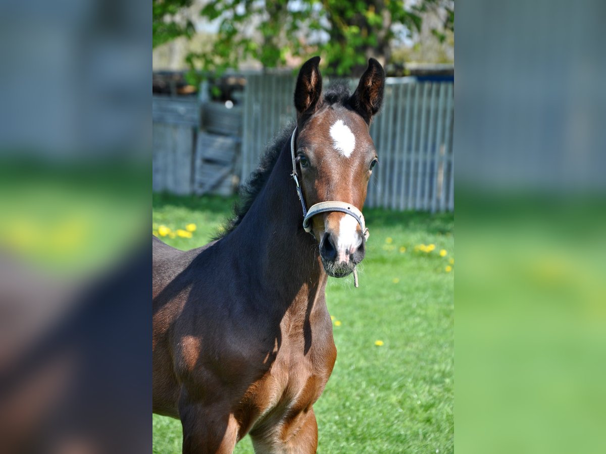 Holsteiner Hengst 1 Jaar Bruin in Wardow