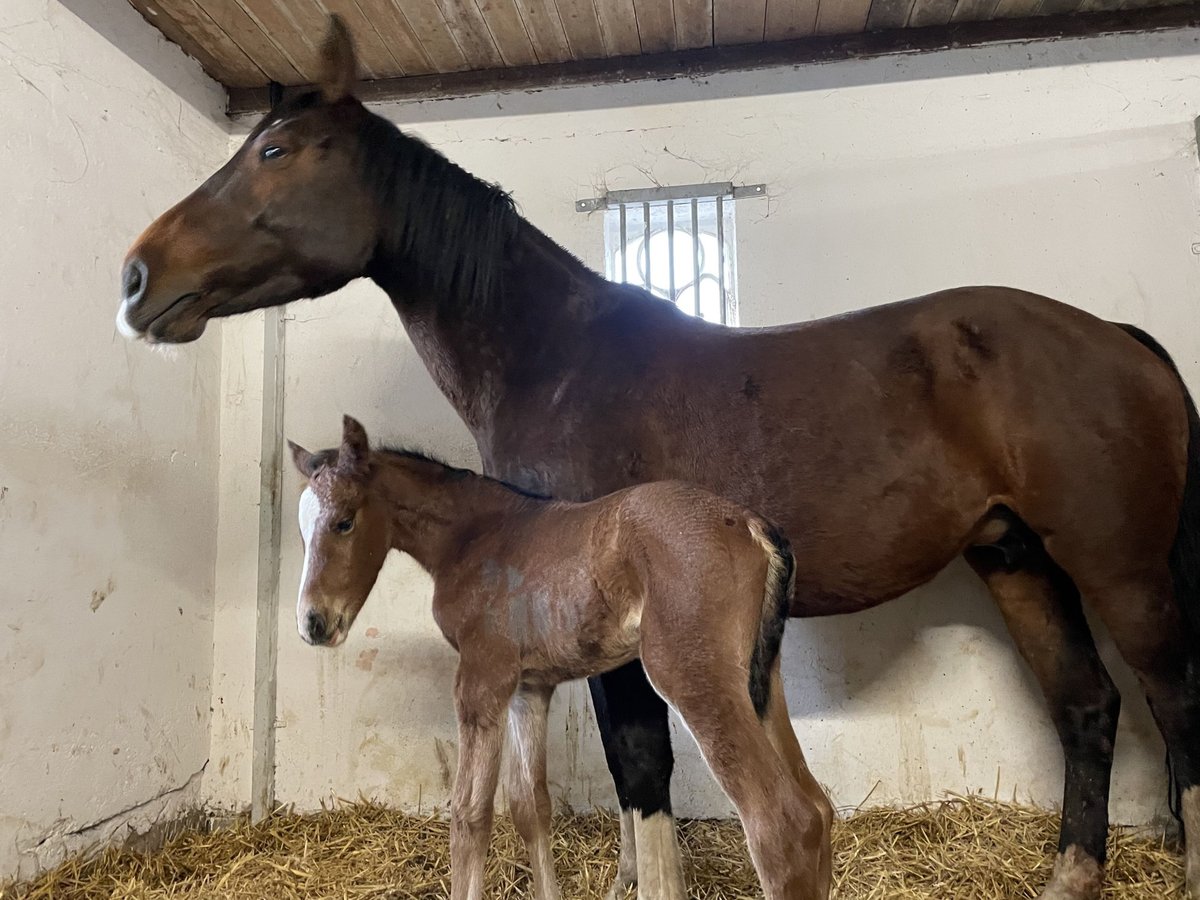 Holsteiner Hengst 1 Jaar Bruin in Wobbenbüll