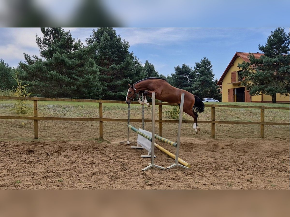 Holsteiner Hengst 1 Jaar Roodbruin in Tuchola