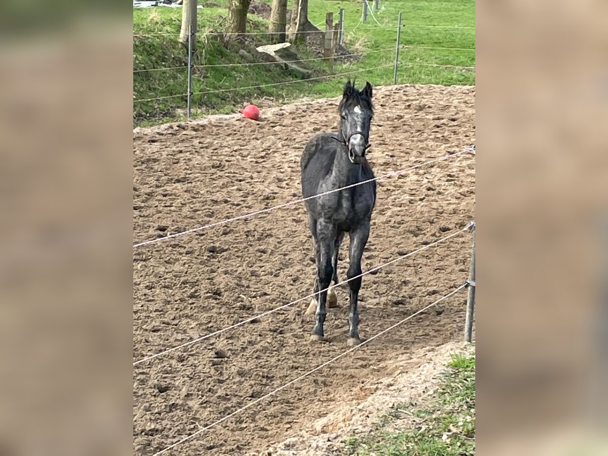 Holsteiner Hengst 1 Jahr 160 cm Blauschimmel in Wöhrden / Dithmarschen