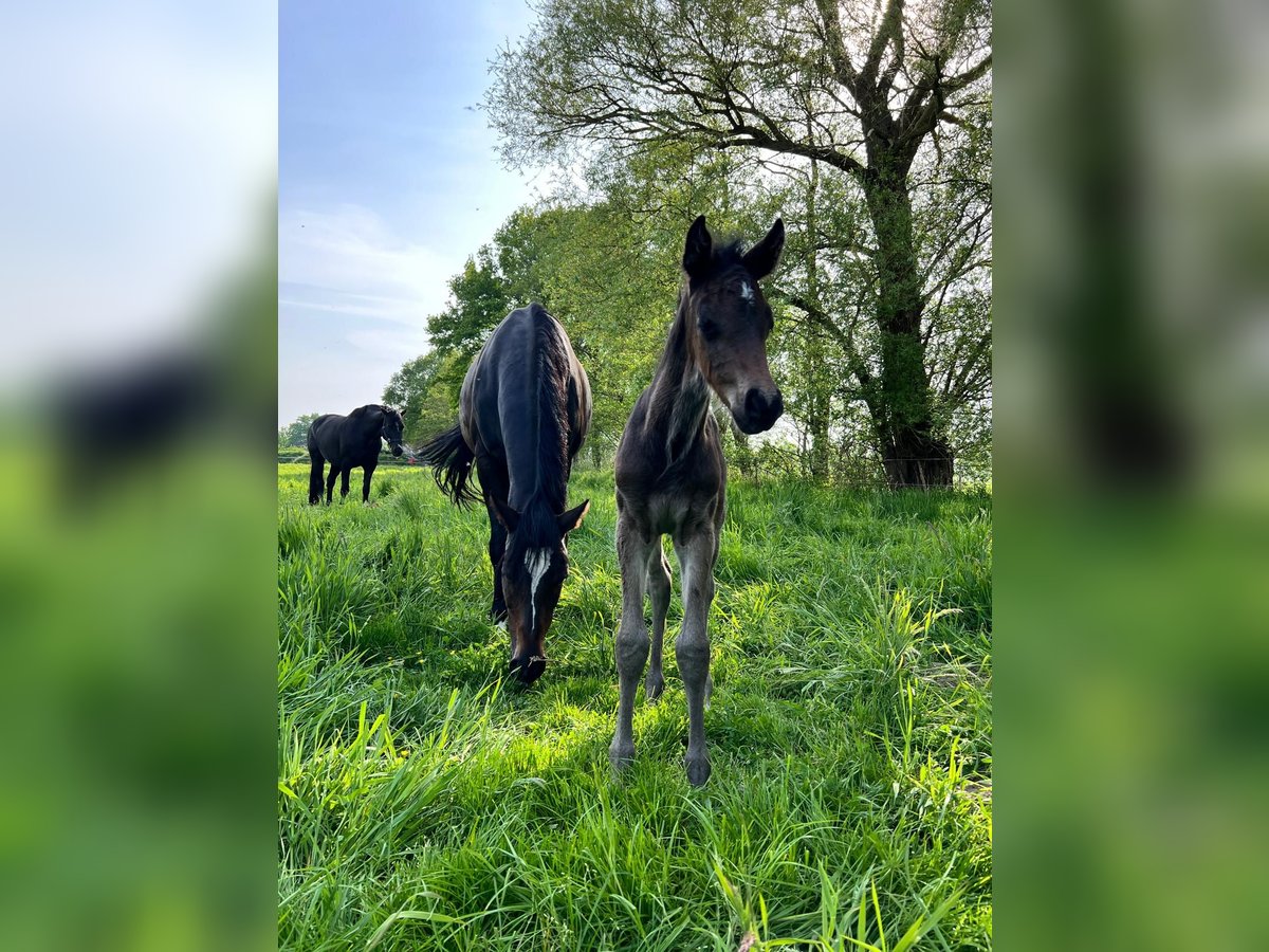 Holsteiner Hengst 1 Jahr 165 cm Rappe in Hamburg