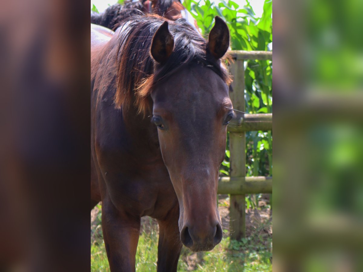 Holsteiner Hengst 1 Jahr 170 cm Dunkelbrauner in Todendorf
