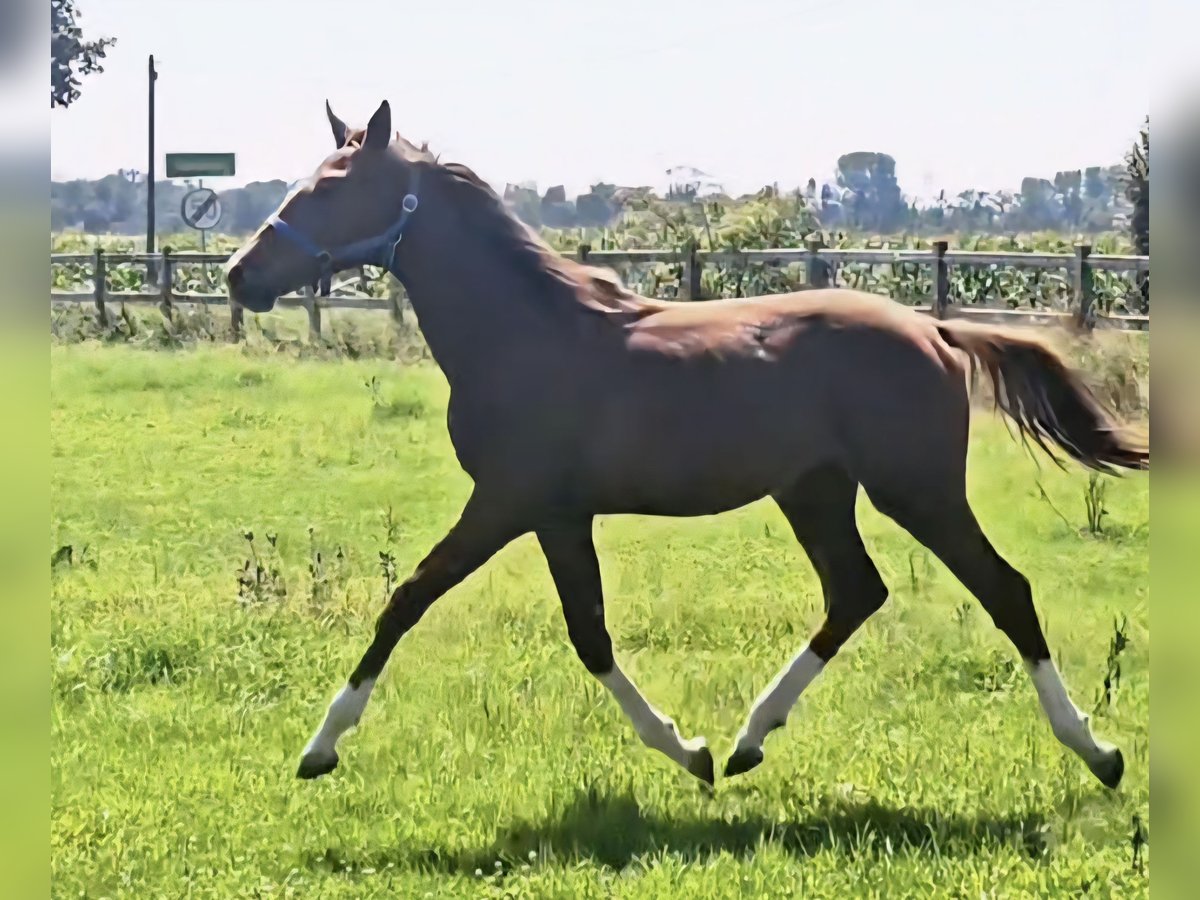 Holsteiner Hengst 1 Jahr 174 cm in Langenau