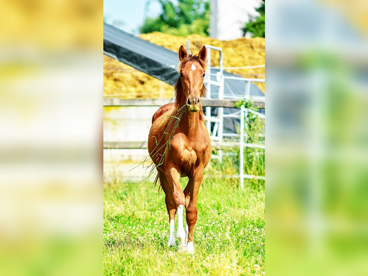 Holsteiner Hengst 1 Jahr 174 cm in Langenau