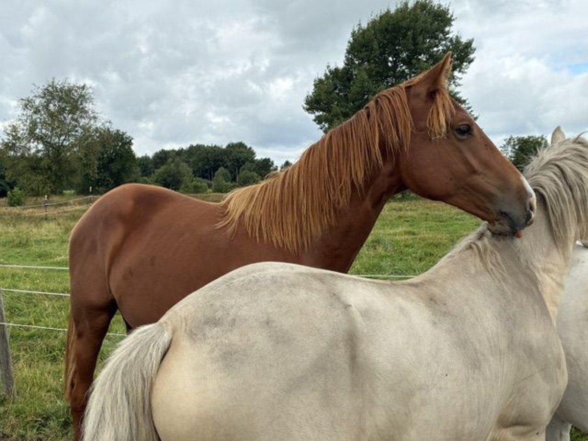 Holsteiner, Hengst in Glüsing