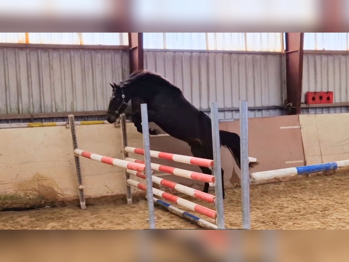 Holsteiner Hengst 2 Jaar 165 cm Bruin in Paderborn