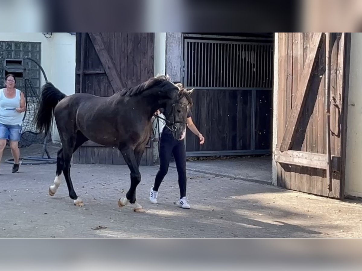 Holsteiner Hengst 2 Jaar 167 cm Zwartschimmel in Selk