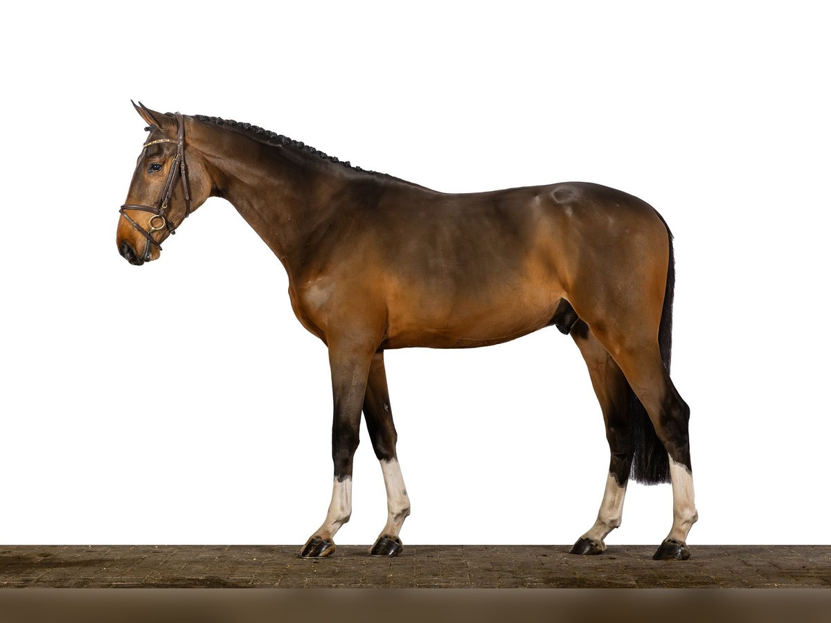 Holsteiner Hengst 2 Jaar 168 cm Donkerbruin in Ommen