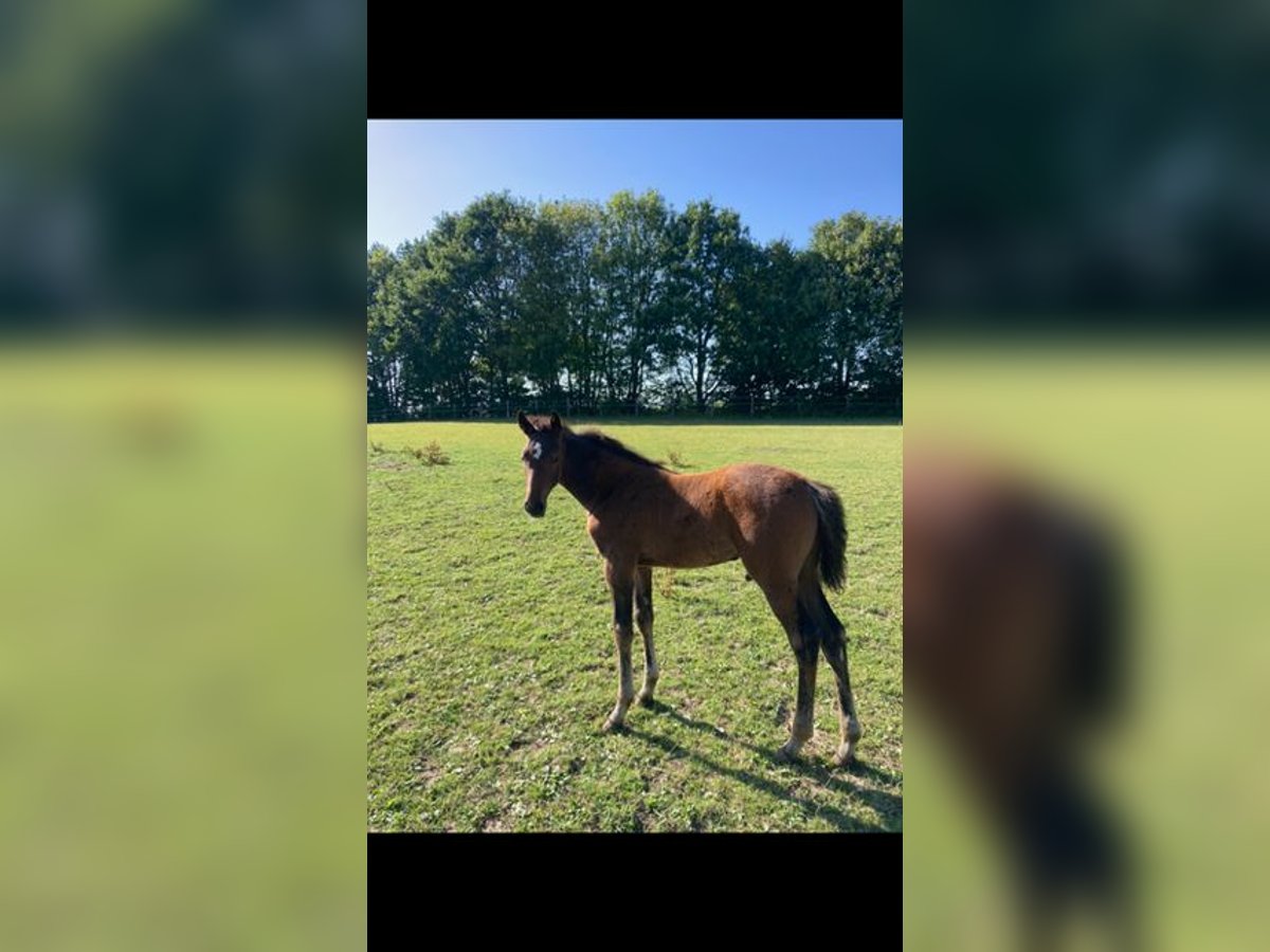 Holsteiner Hengst 2 Jaar Bruin in Windeby