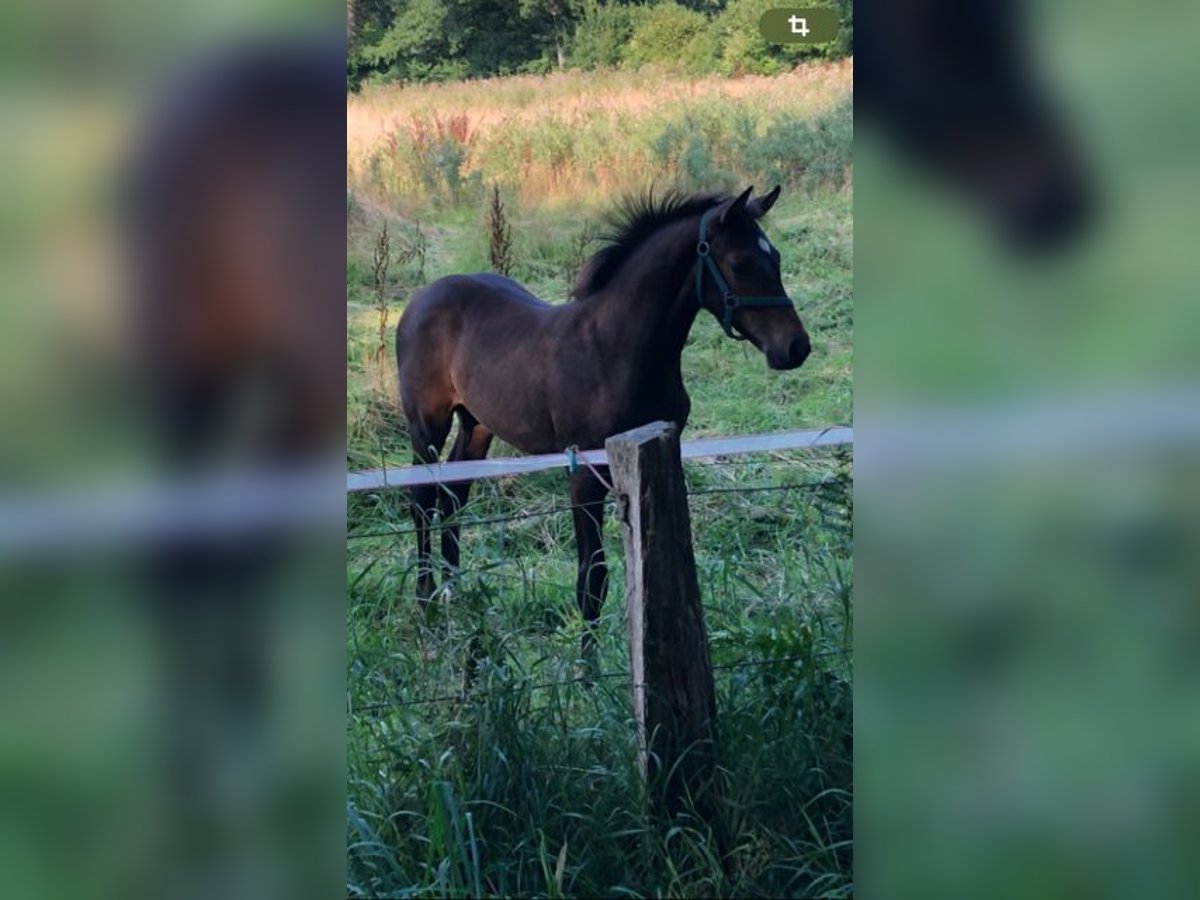 Holsteiner Hengst 2 Jaar Bruin in Windeby