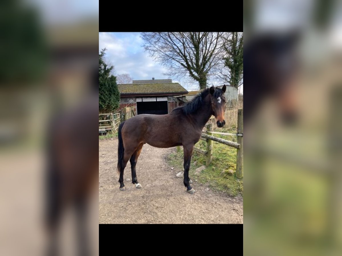 Holsteiner Hengst 2 Jaar in Windeby