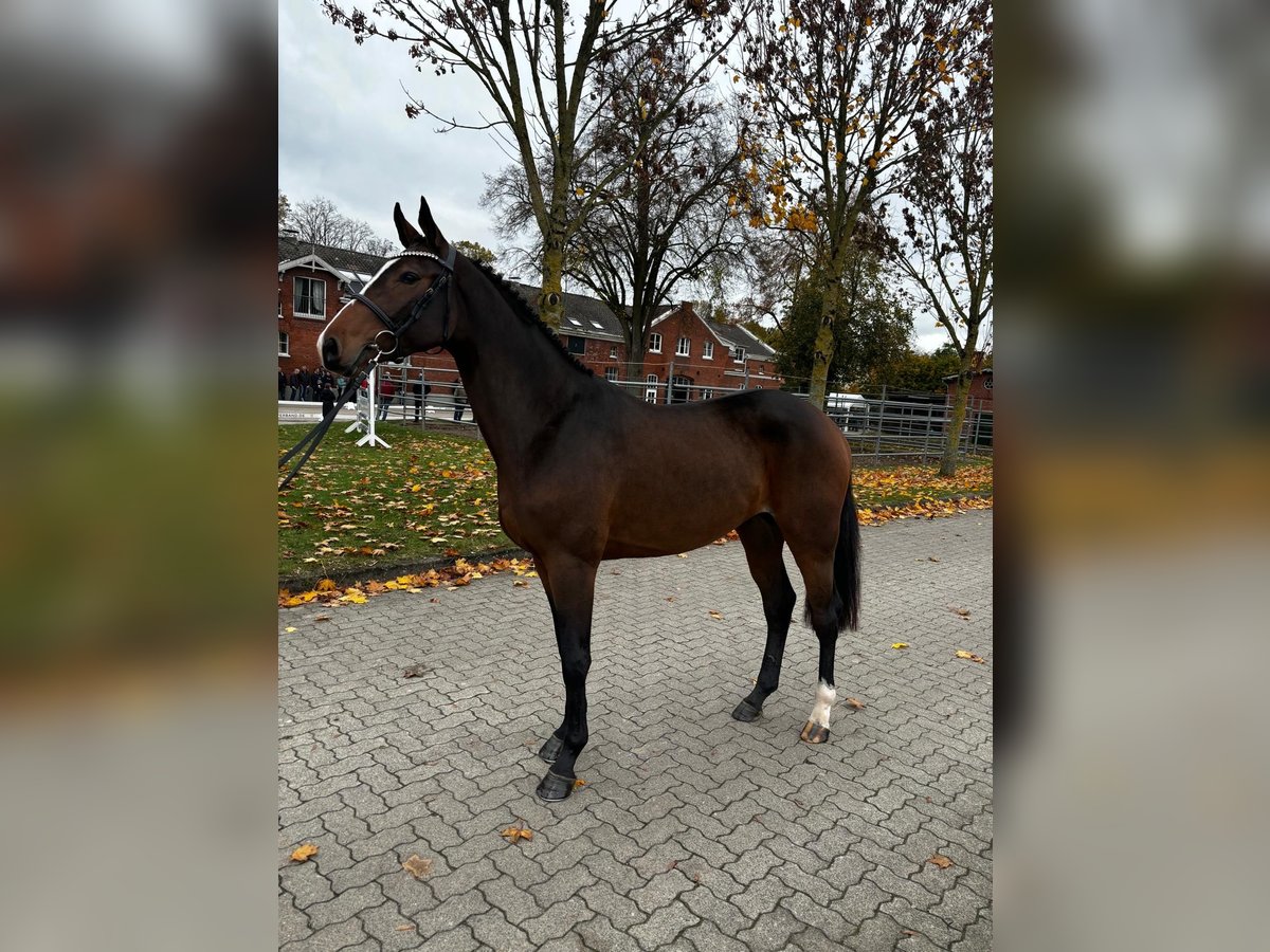 Holsteiner Hengst 3 Jaar 167 cm in Malente