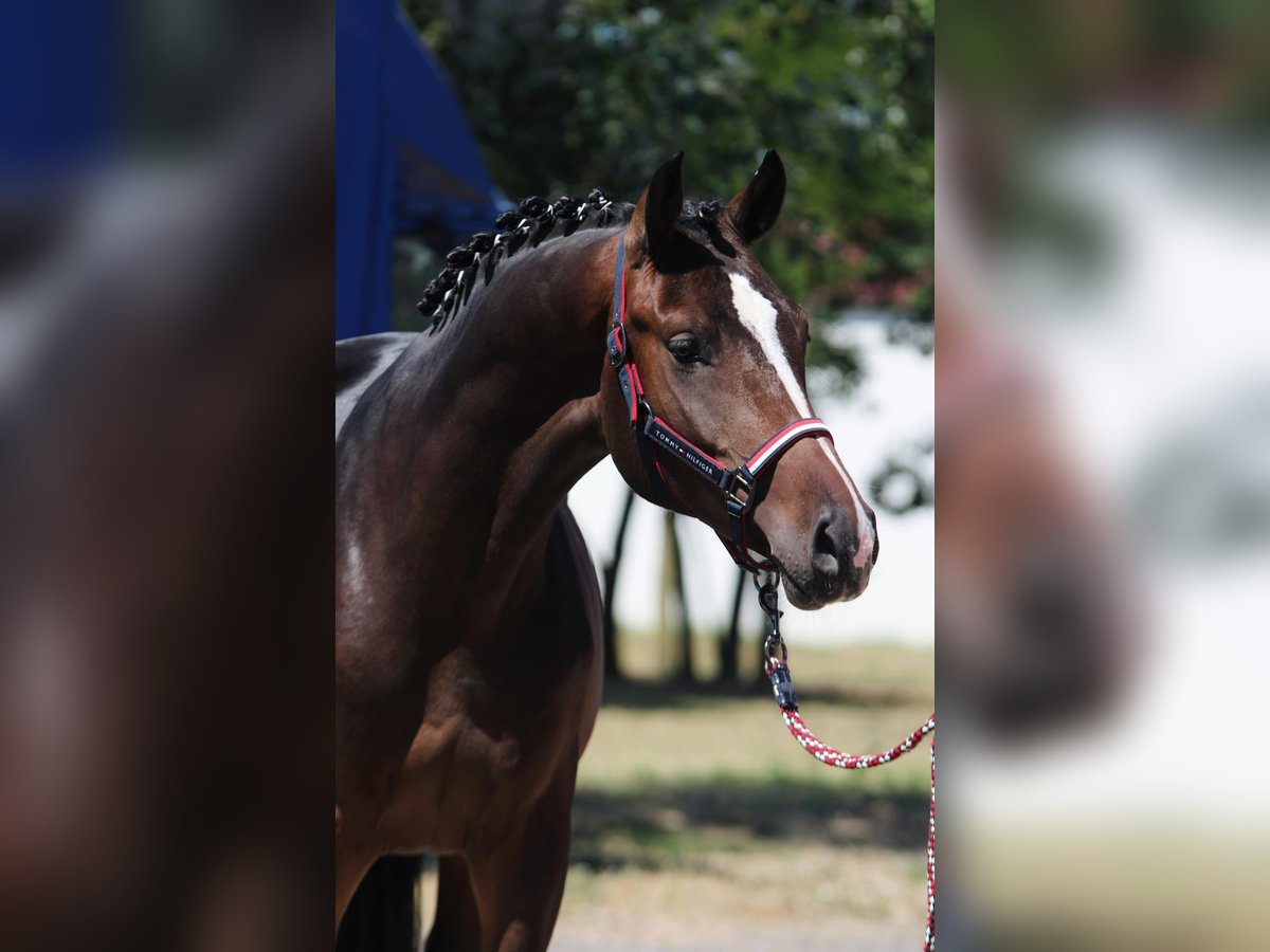 Holsteiner Hengst 3 Jaar 168 cm Donkerbruin in Hódmezővásárhely Holsteiner Hengst 3 Jaar 168 cm Donkerbruin in Hódmezővásárhely