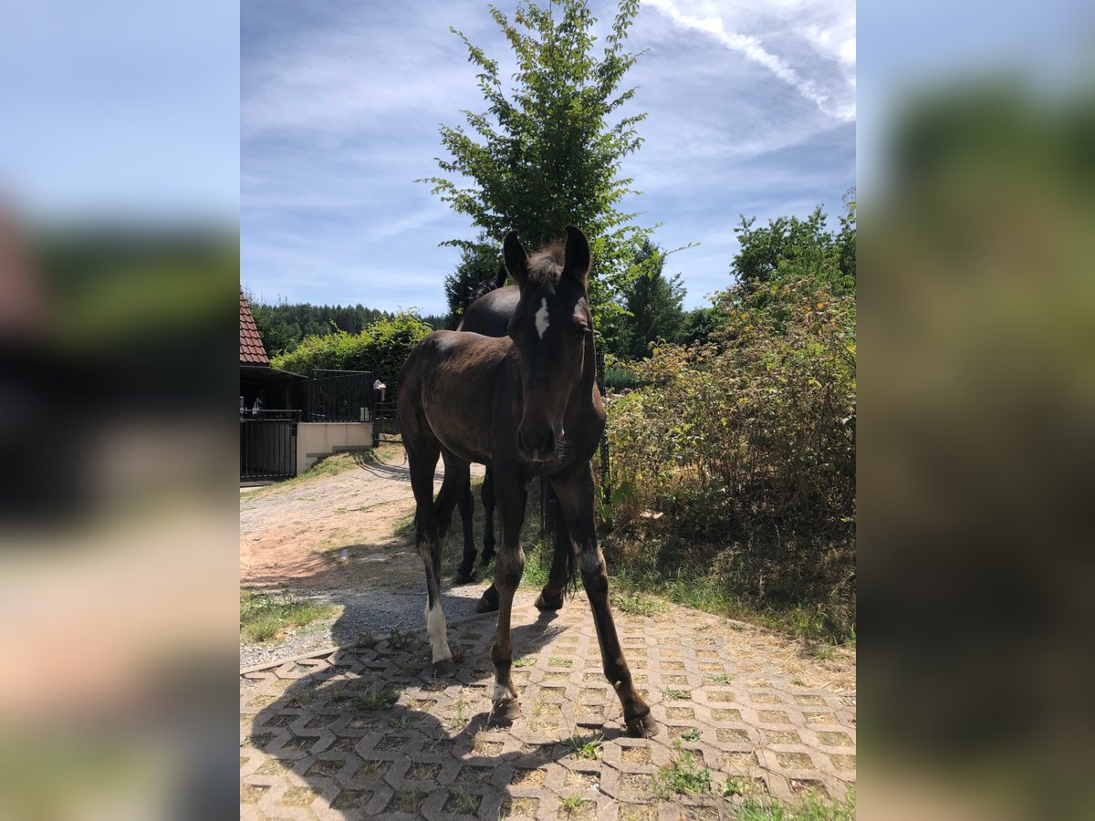 Holsteiner Hengst 3 Jaar in Suhl