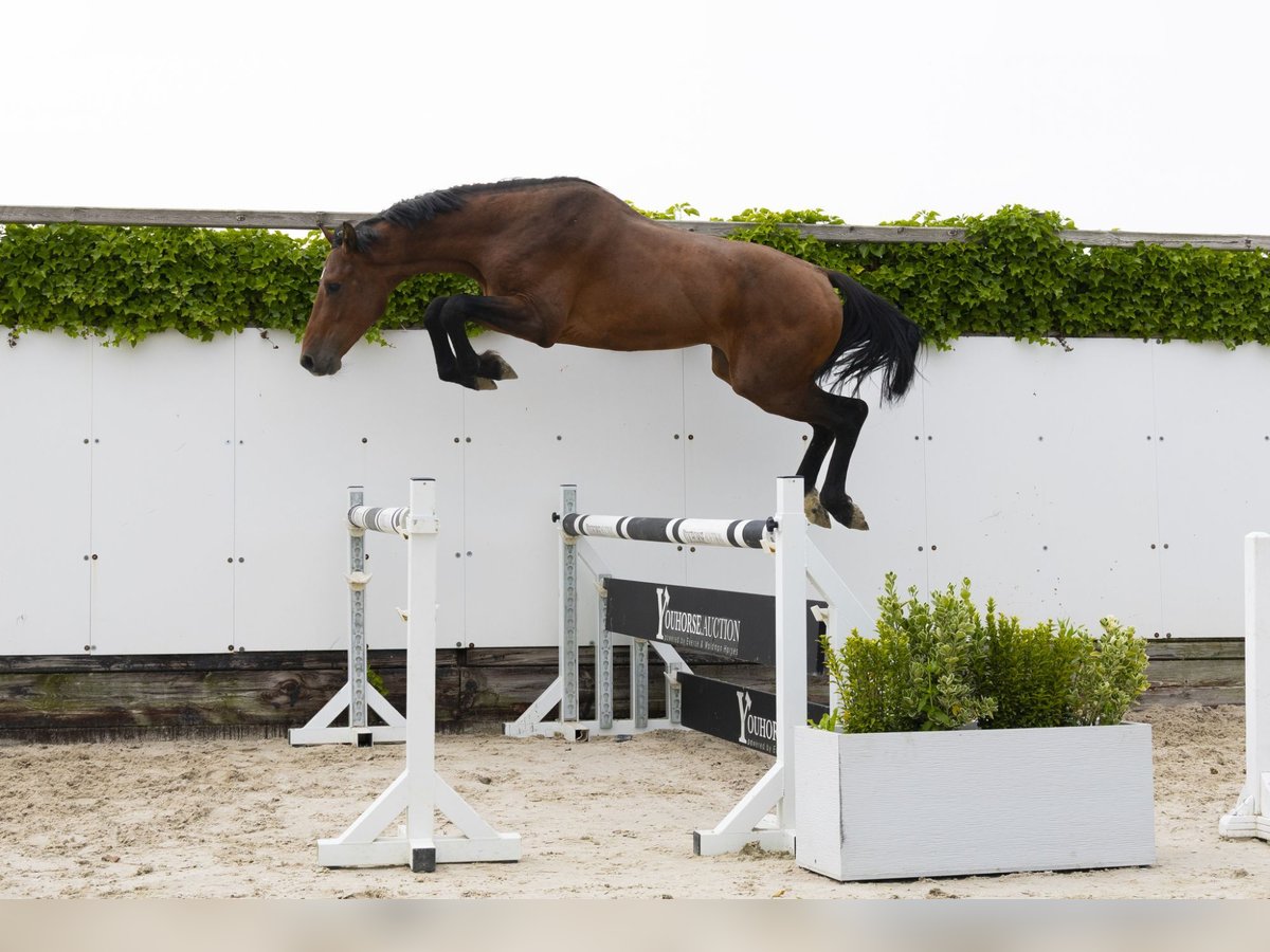 Holsteiner Hengst 3 Jahre 164 cm Brauner in Waddinxveen