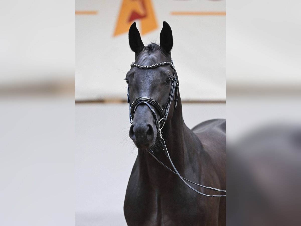 Holsteiner Hengst 3 Jahre 164 cm Rappe in Gomadingen