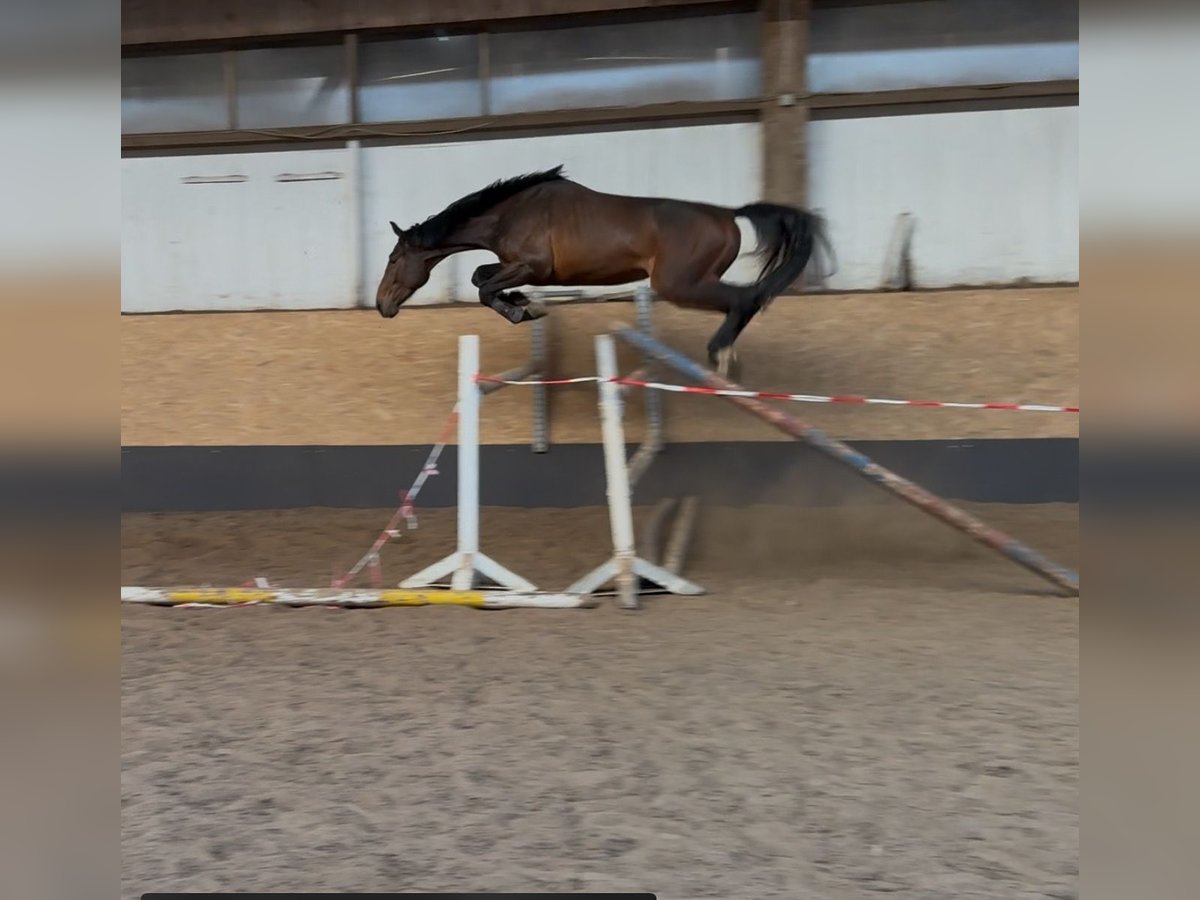 Holsteiner Hengst 3 Jahre 166 cm Brauner in Pinneberg