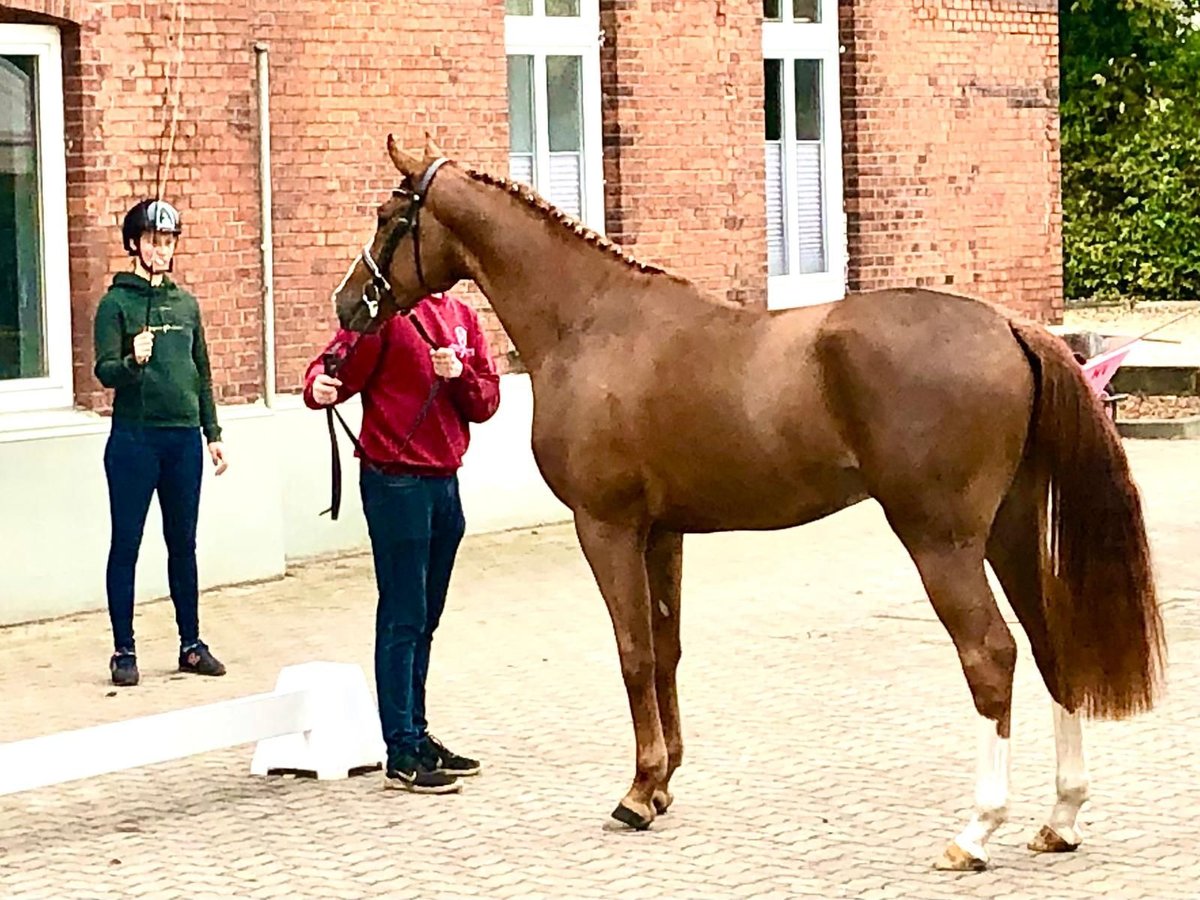 Holsteiner Hengst 3 Jahre 167 cm Fuchs in Heidgraben