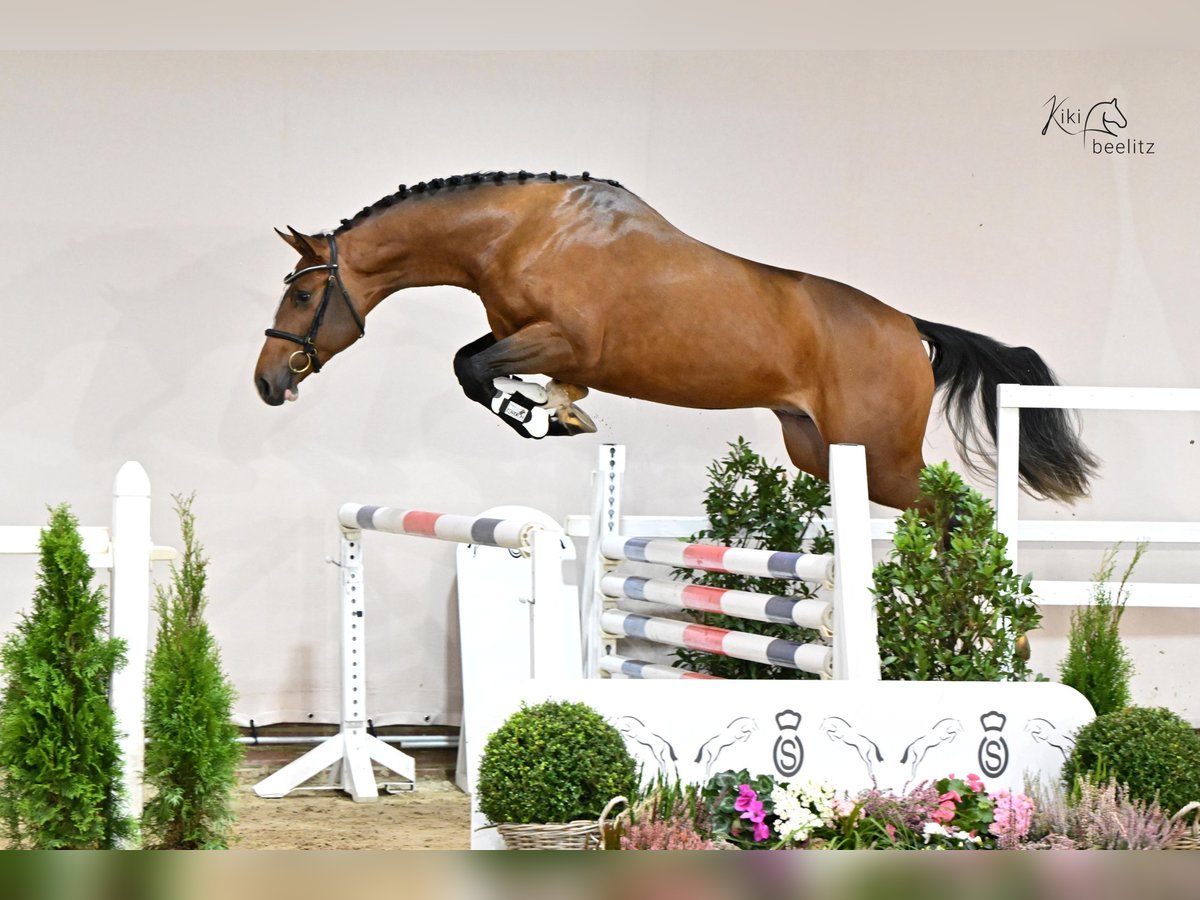 Holsteiner Hengst 3 Jahre 168 cm Brauner in Nittenau