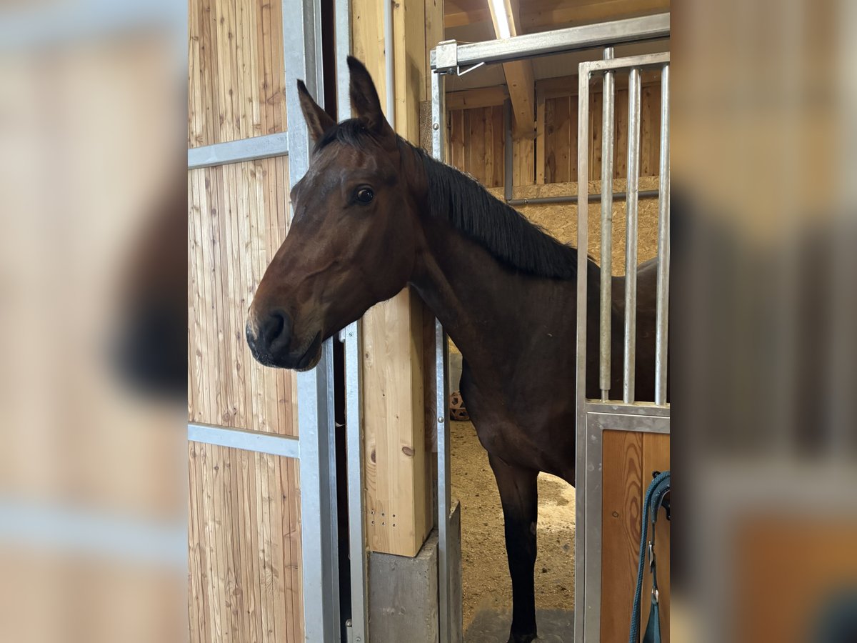 Holsteiner Hengst 3 Jahre 169 cm Dunkelbrauner in Feldkirchen in Kärnten