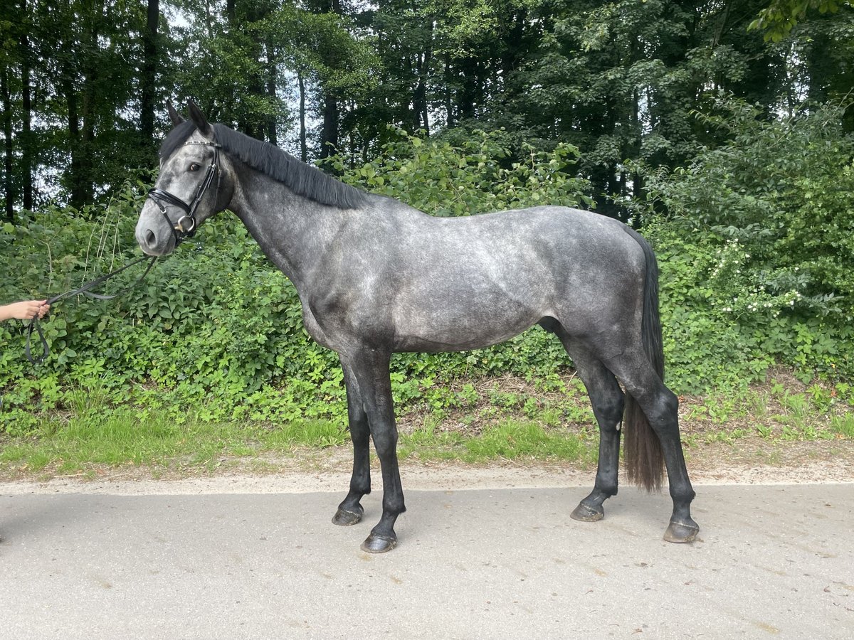 Holsteiner Hengst 4 Jaar 173 cm Vliegenschimmel in Westensee