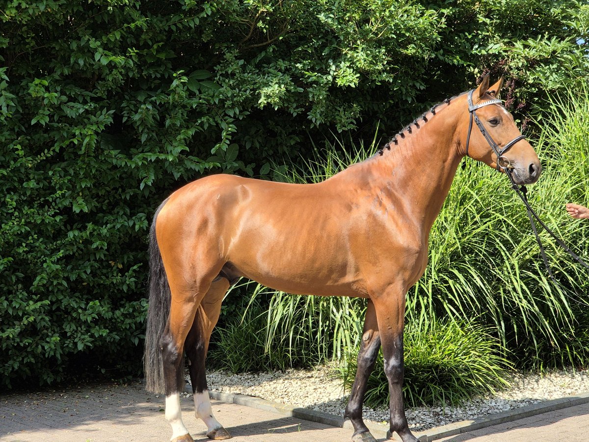 Holsteiner Hengst 4 Jahre 167 cm Brauner in Willich