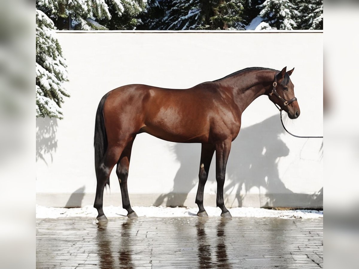 Holsteiner Hengst 4 Jahre 168 cm Rotbrauner in Kroatisch Minihof / Mjenovo