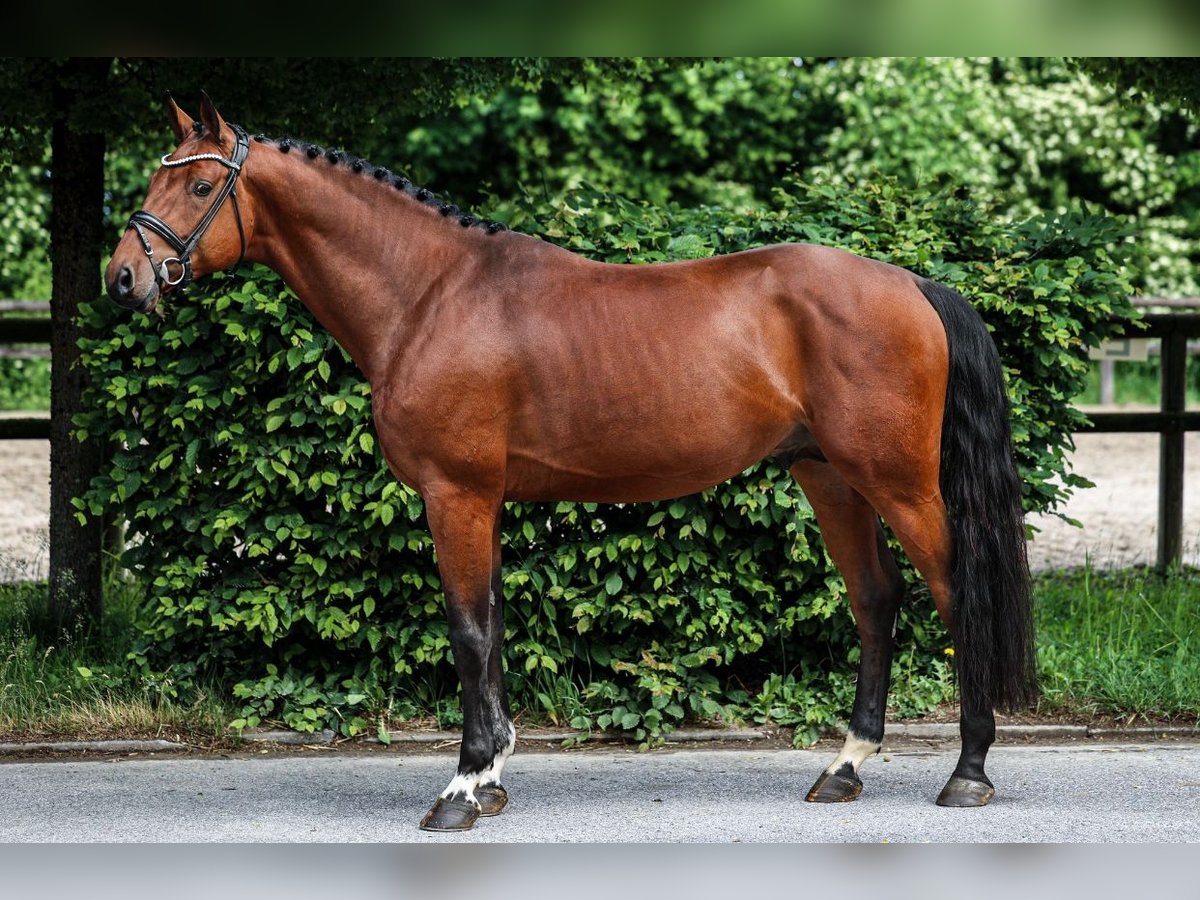 Holsteiner Hengst 4 Jahre 169 cm Brauner in Unterneukirchen