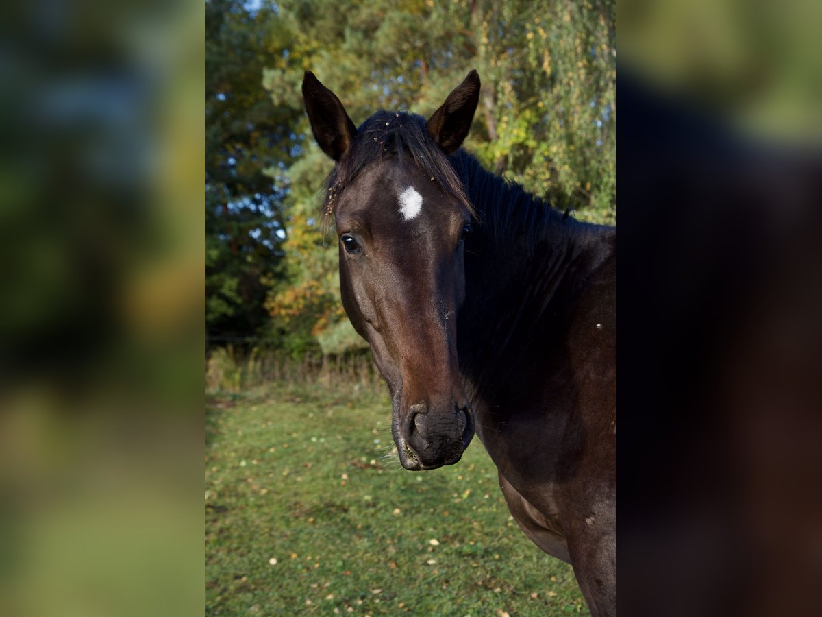 Holsteiner Hengst 4 Jahre 170 cm Dunkelbrauner in Vilnius