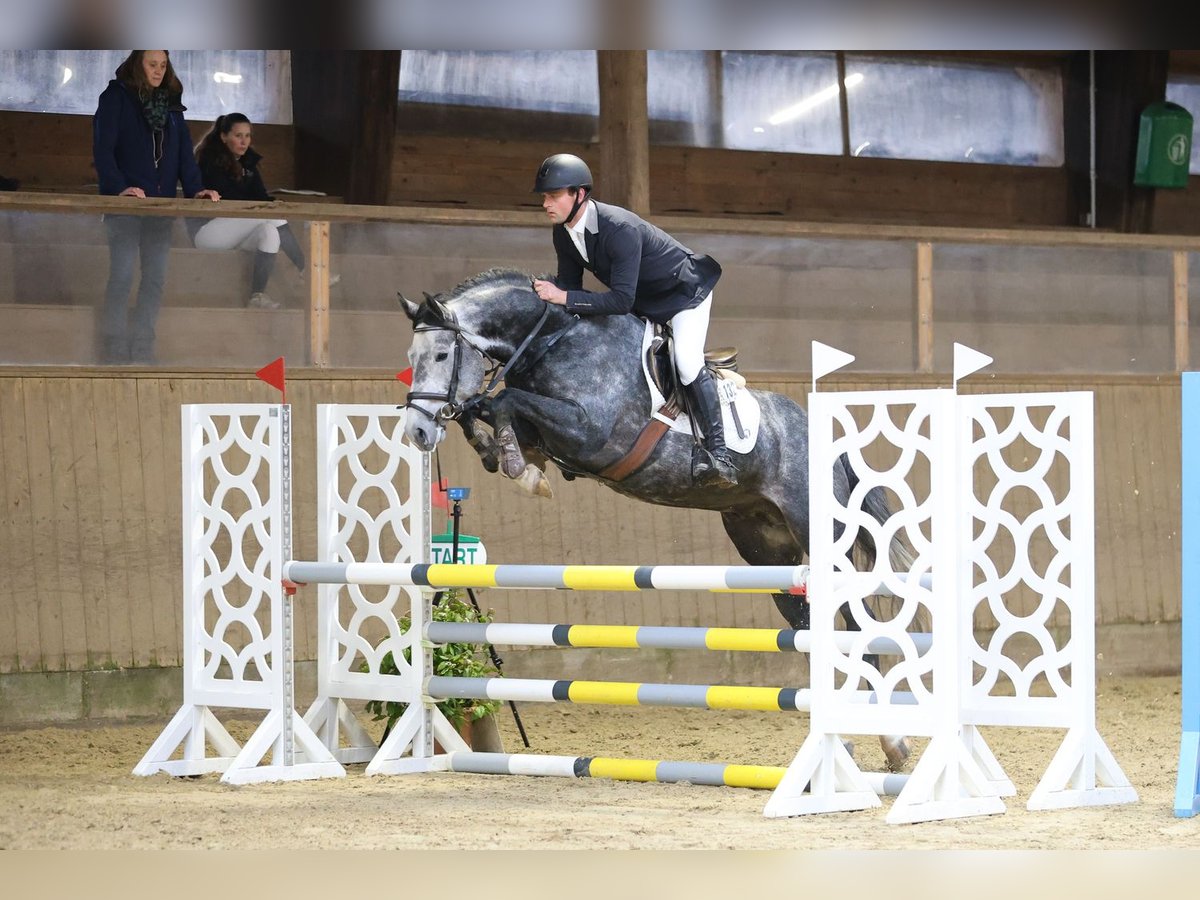 Holsteiner Hengst 5 Jaar 163 cm Schimmel in Wittenbergen
