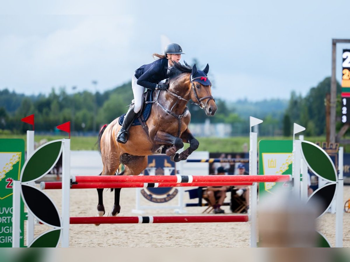 Holsteiner Hengst 6 Jaar 166 cm Bruin in Balkasodis, Alytus region