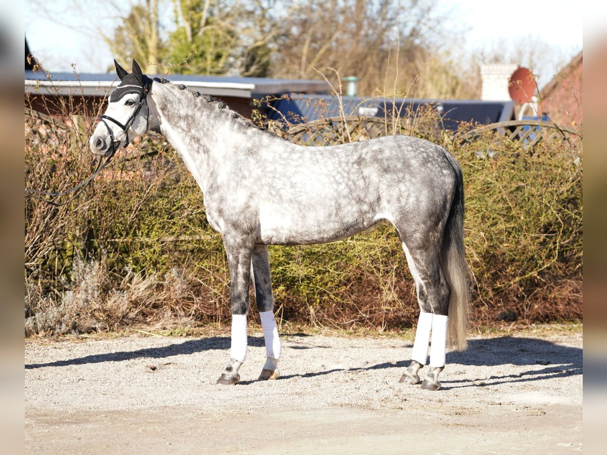 Holsteiner Hengst 6 Jaar 169 cm Schimmel in Hohenfelde