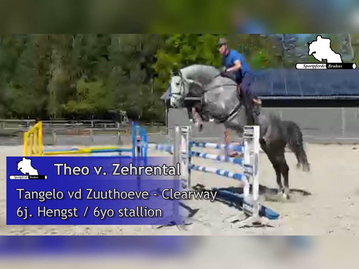 Holsteiner Hengst 6 Jahre 178 cm Schimmel in Gadow