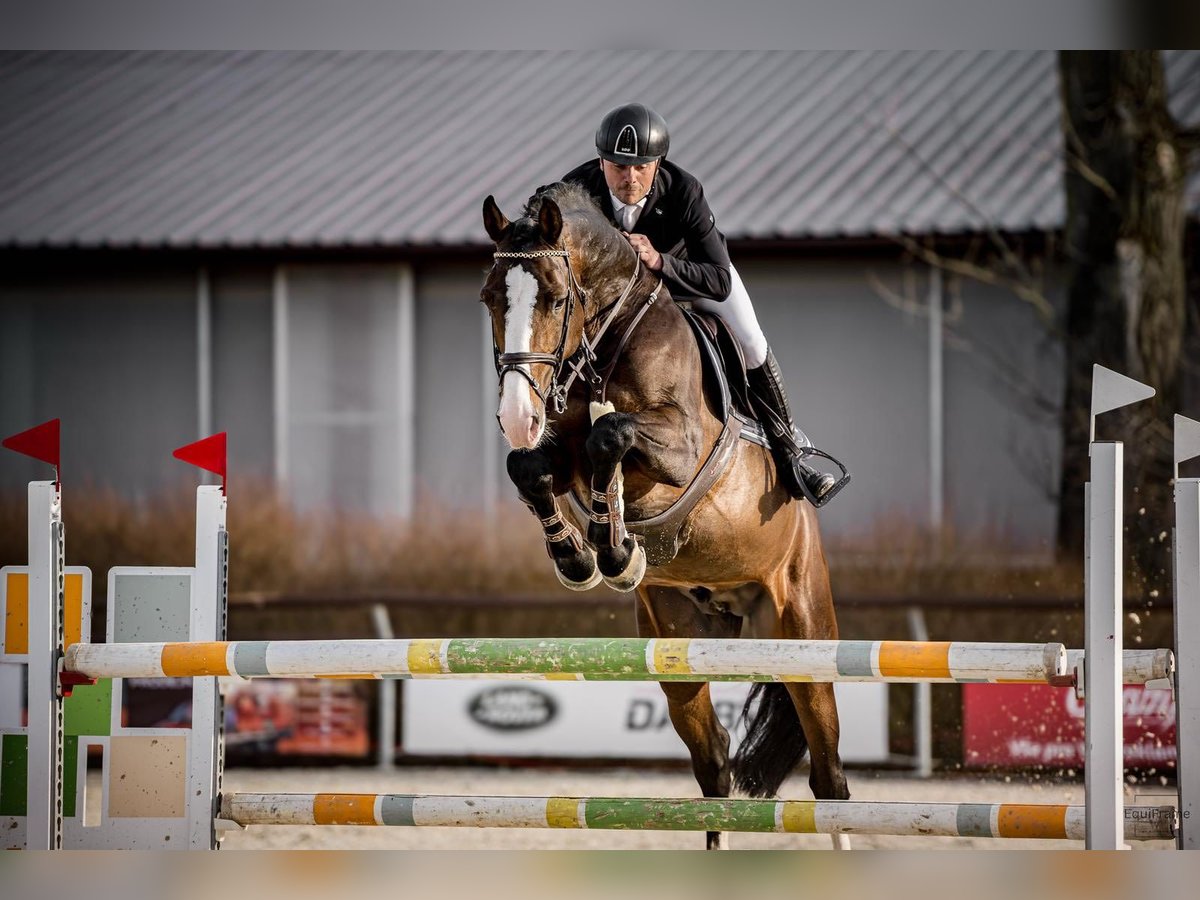 Holsteiner Hengst 8 Jahre 173 cm Brauner in Branica