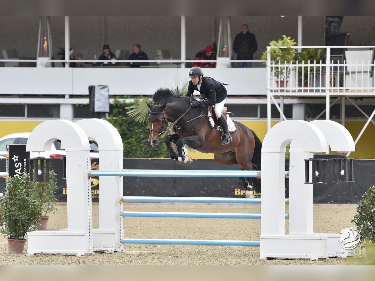 Holsteiner Hengst 9 Jahre 174 cm in Neuried