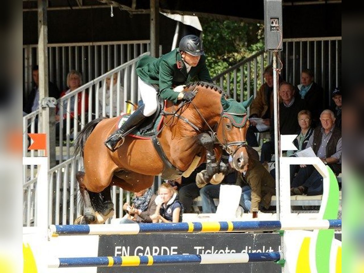 Holsteiner Hengst Bruin in Amt Creuzburg