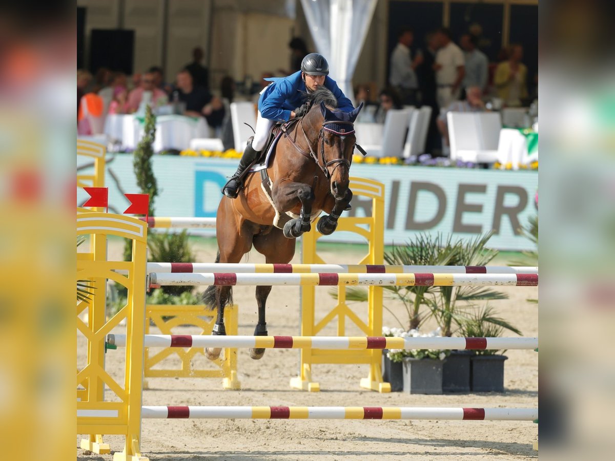 Holsteiner Hengst Bruin in Klein Offenseth-Sparrieshoop