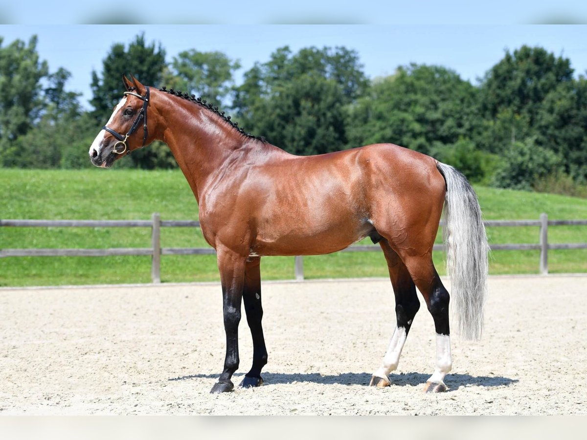 Holsteiner Hengst Bruin in Pfarrkirchen